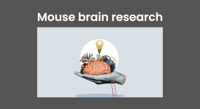 Mouse brain research